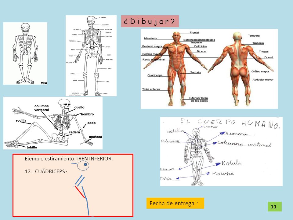 Tren inferior del cuerpo humano
